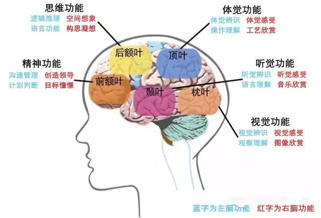 大脑皮质层功能区