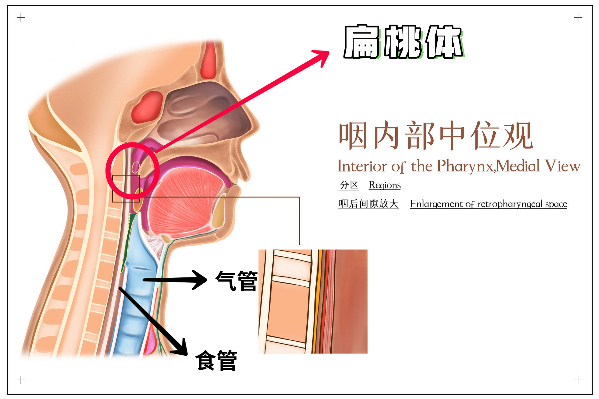 扁桃体位置图